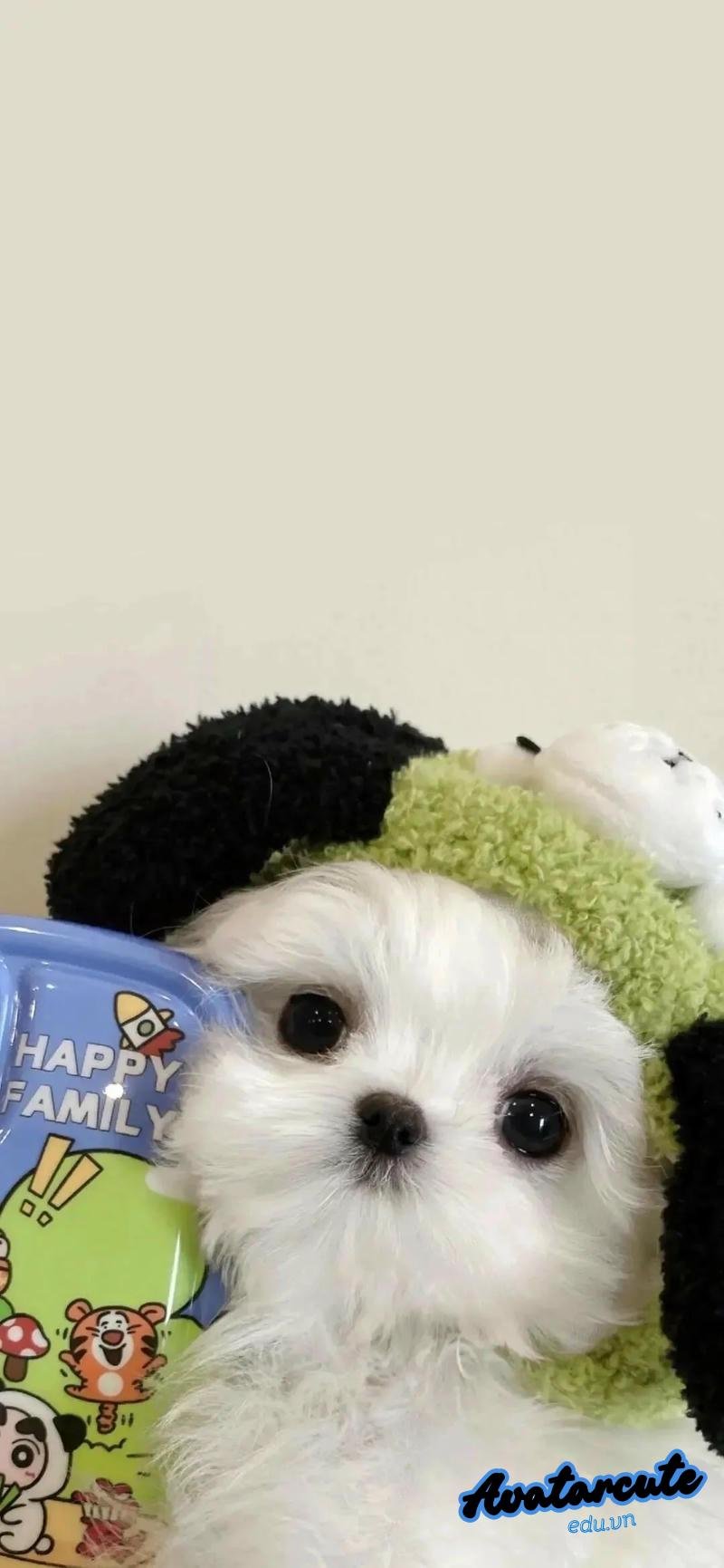 Xem hình nền con vật chất lượng