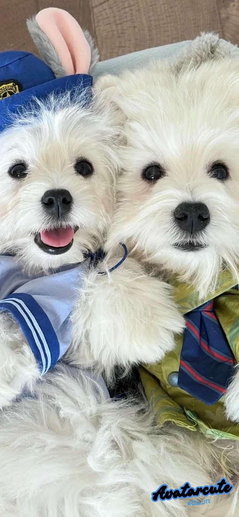 Xem hình nền con vật đẹp