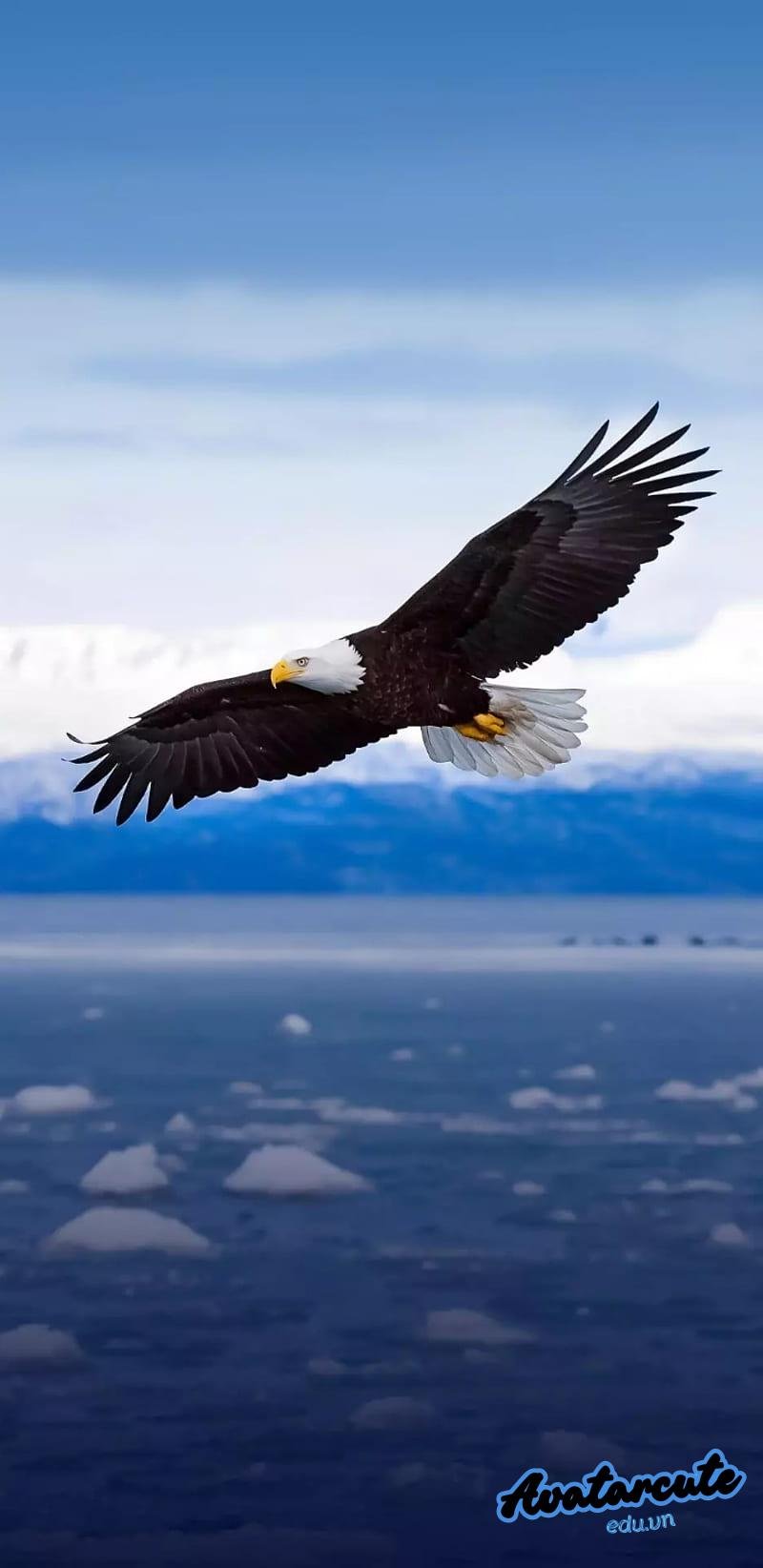 Xem hình nền đại bàng chất lượng
