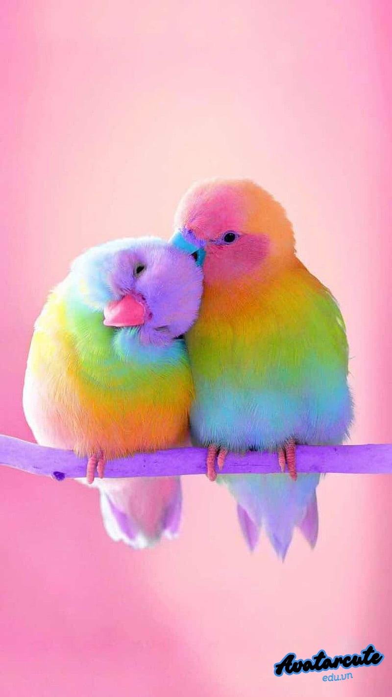 Xem hình nền dễ thương đẹp