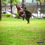 Top 88+ hình nền gà chọi đẹp như thần kê – Nhìn là mê