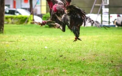 Album hình nền gà chọi đẹp độc quyền