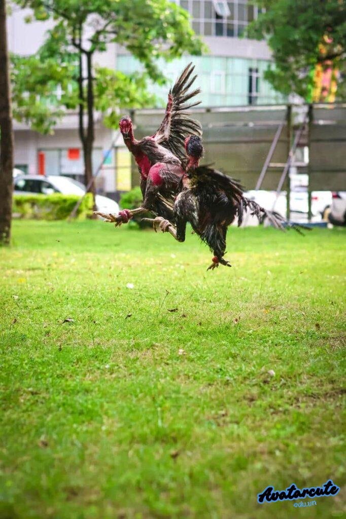 Album hình nền gà chọi đẹp độc quyền