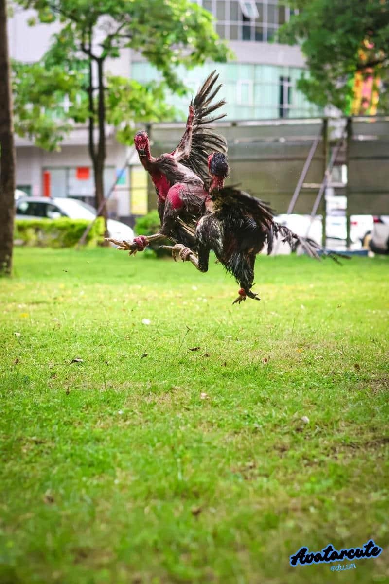 Album hình nền gà chọi đẹp độc quyền