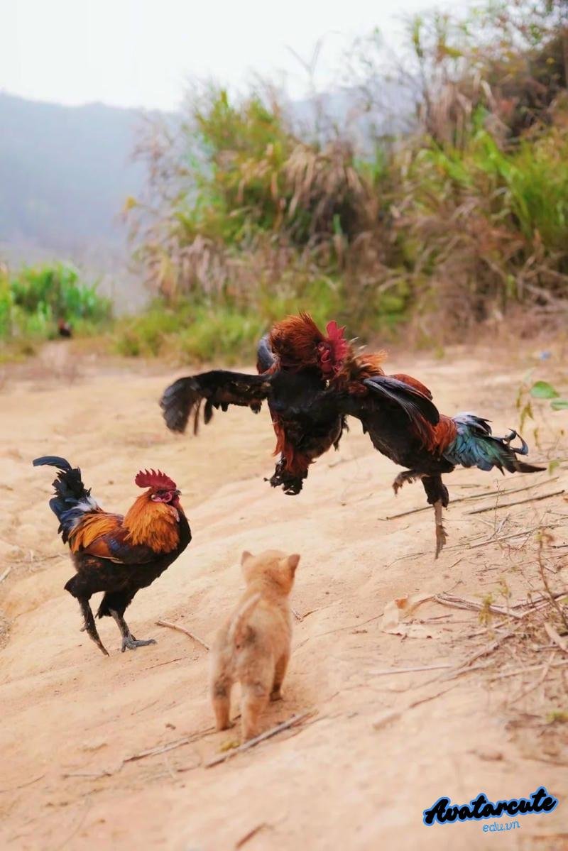 Album hình nền gà chọi đẹp mới