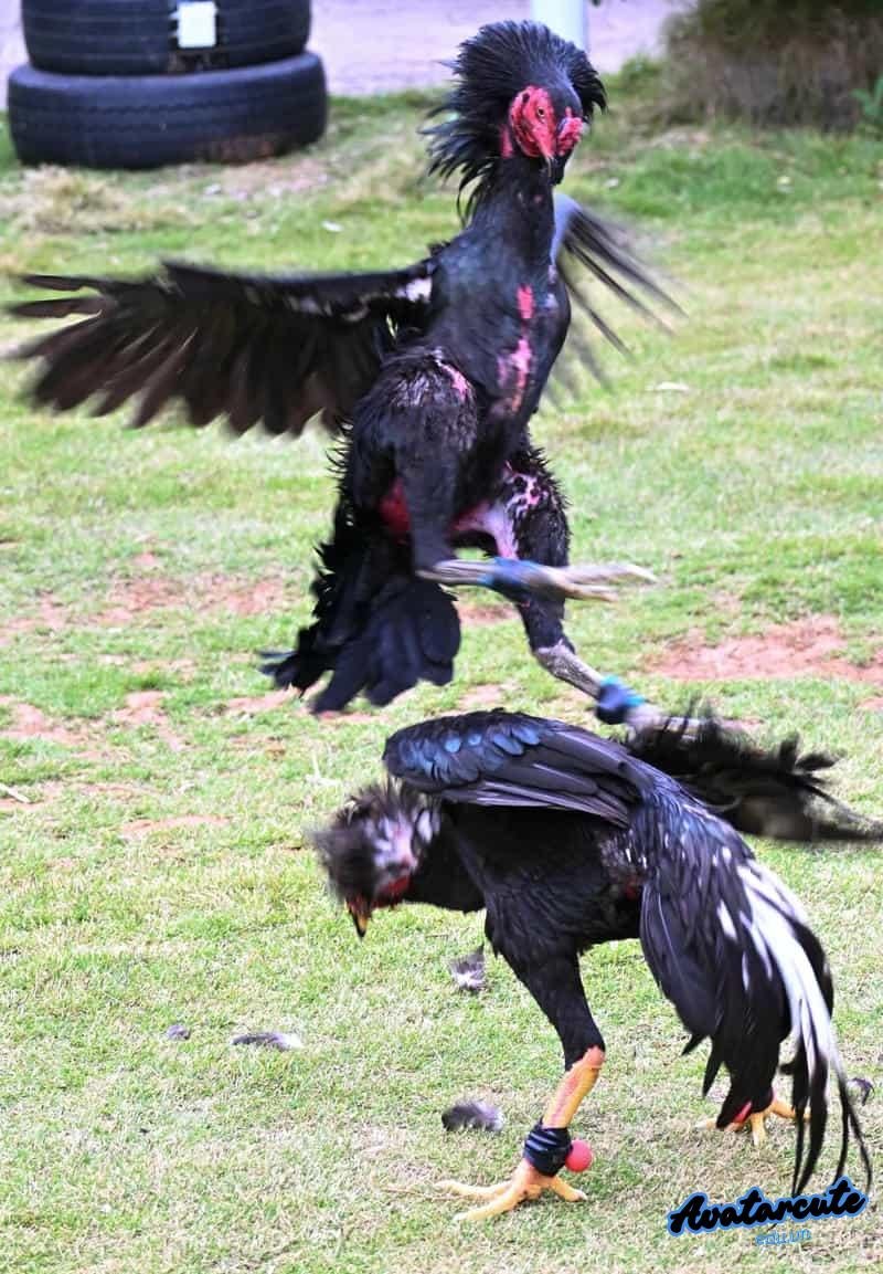 Ảnh hình nền gà chọi đẹp sắc nét