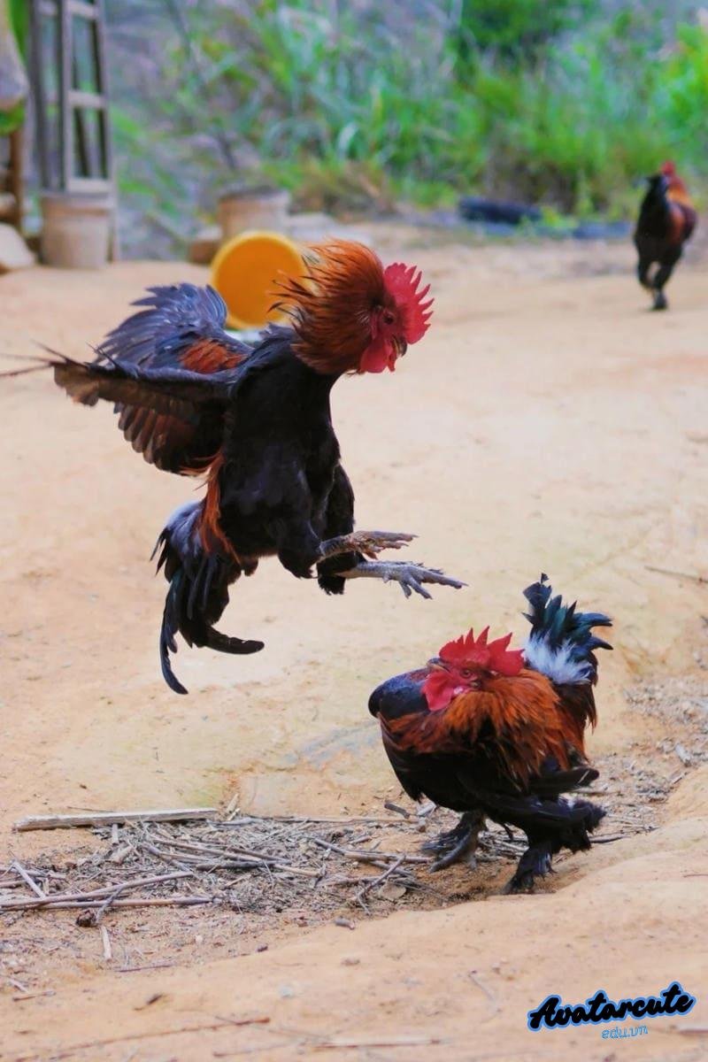 Bộ ảnh hình nền gà chọi đẹp miễn phí