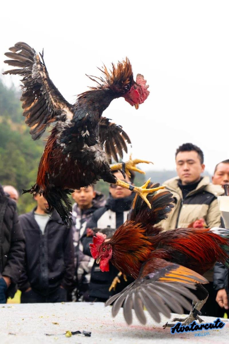 Bộ ảnh hình nền gà chọi đẹp sắc nét