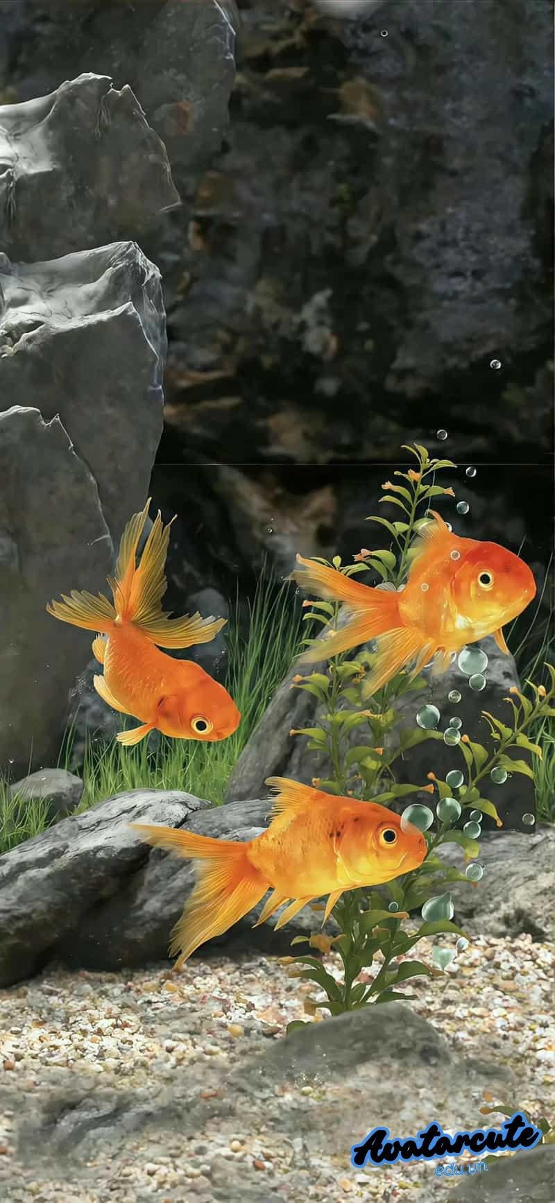 Bộ ảnh hình nền hd miễn phí