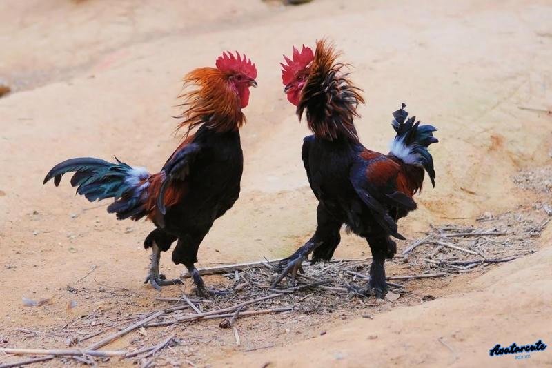 Bộ hình nền gà chọi đẹp sắc nét nhất