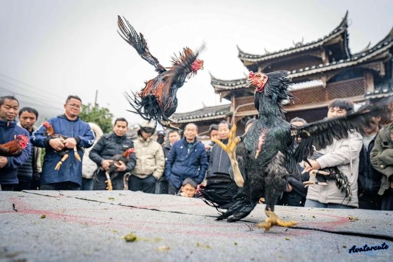 Bộ hình nền gà chọi đẹp thu hút