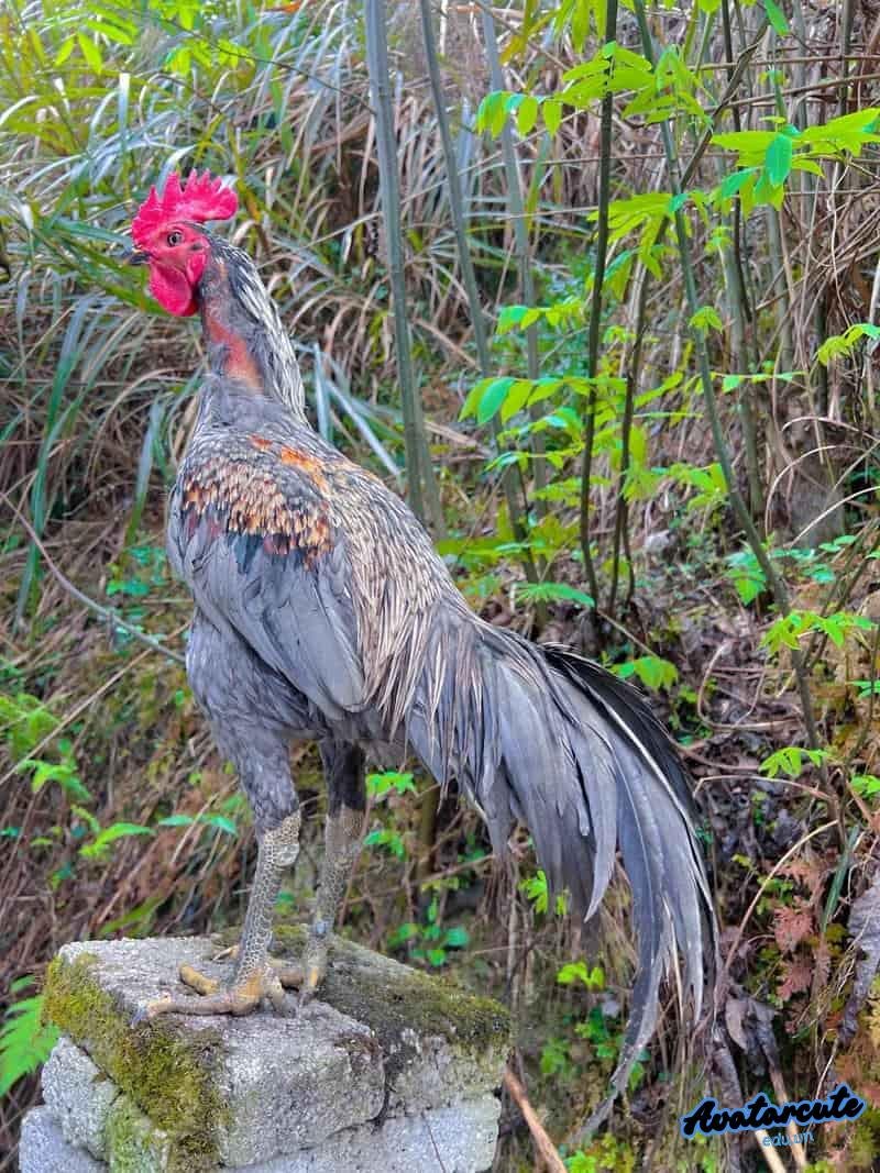 Bộ sưu tập hình nền gà chọi đẹp đẹp nhất