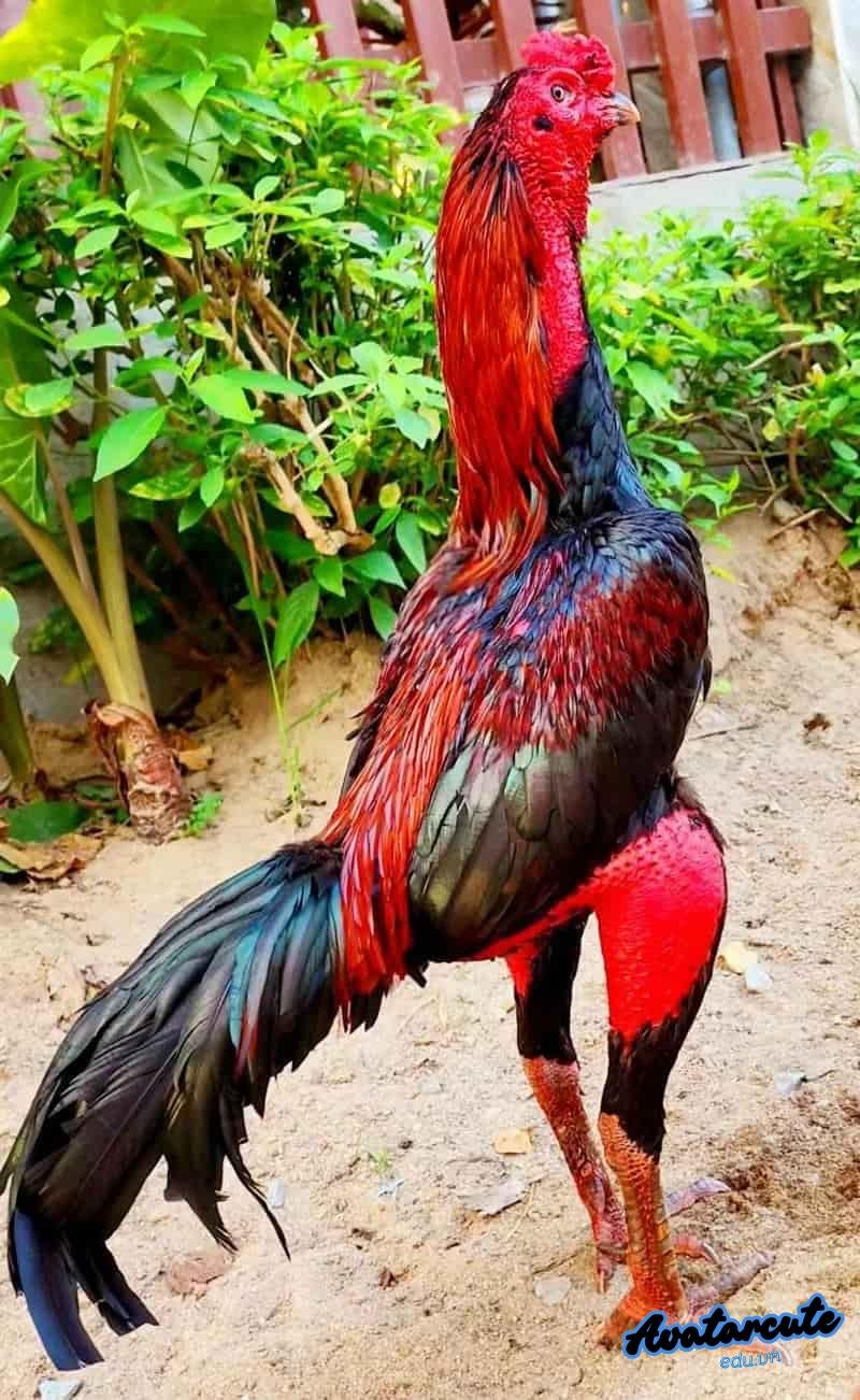 Bộ sưu tập hình nền gà chọi đẹp đẹp