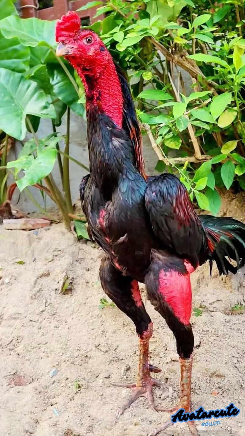 Bộ sưu tập hình nền gà chọi đẹp miễn phí