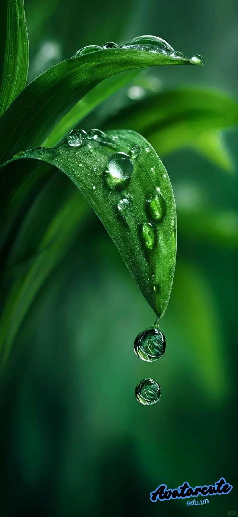 Bộ sưu tập hình nền giọt nước đẹp