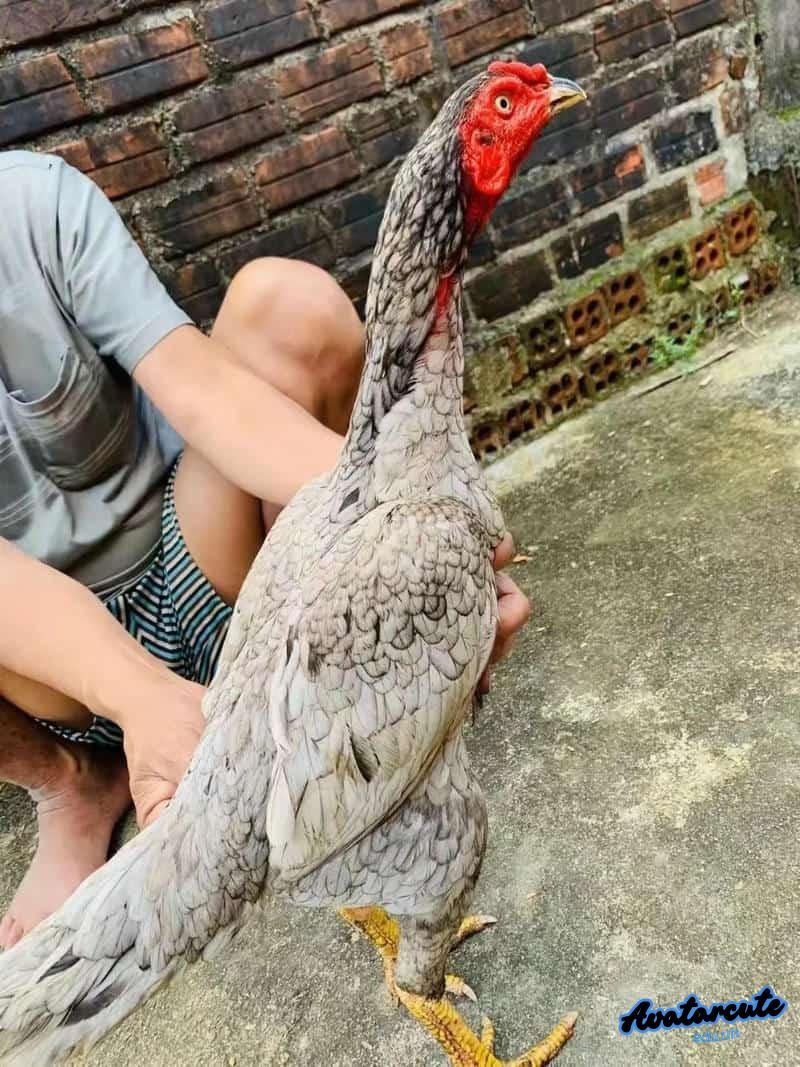 Khám phá hình nền gà chọi đẹp cuốn hút