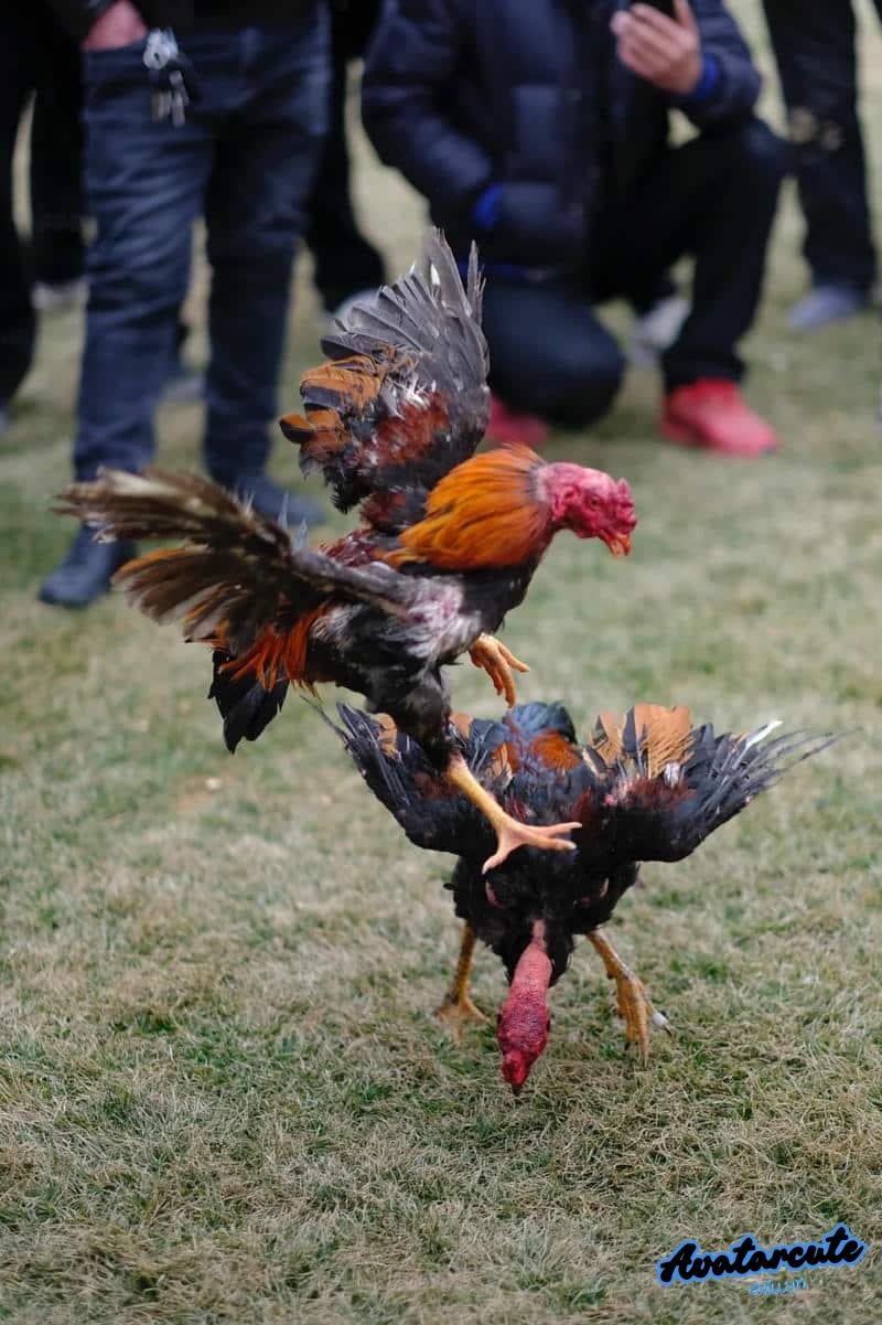 Khám phá hình nền gà chọi đẹp đẹp