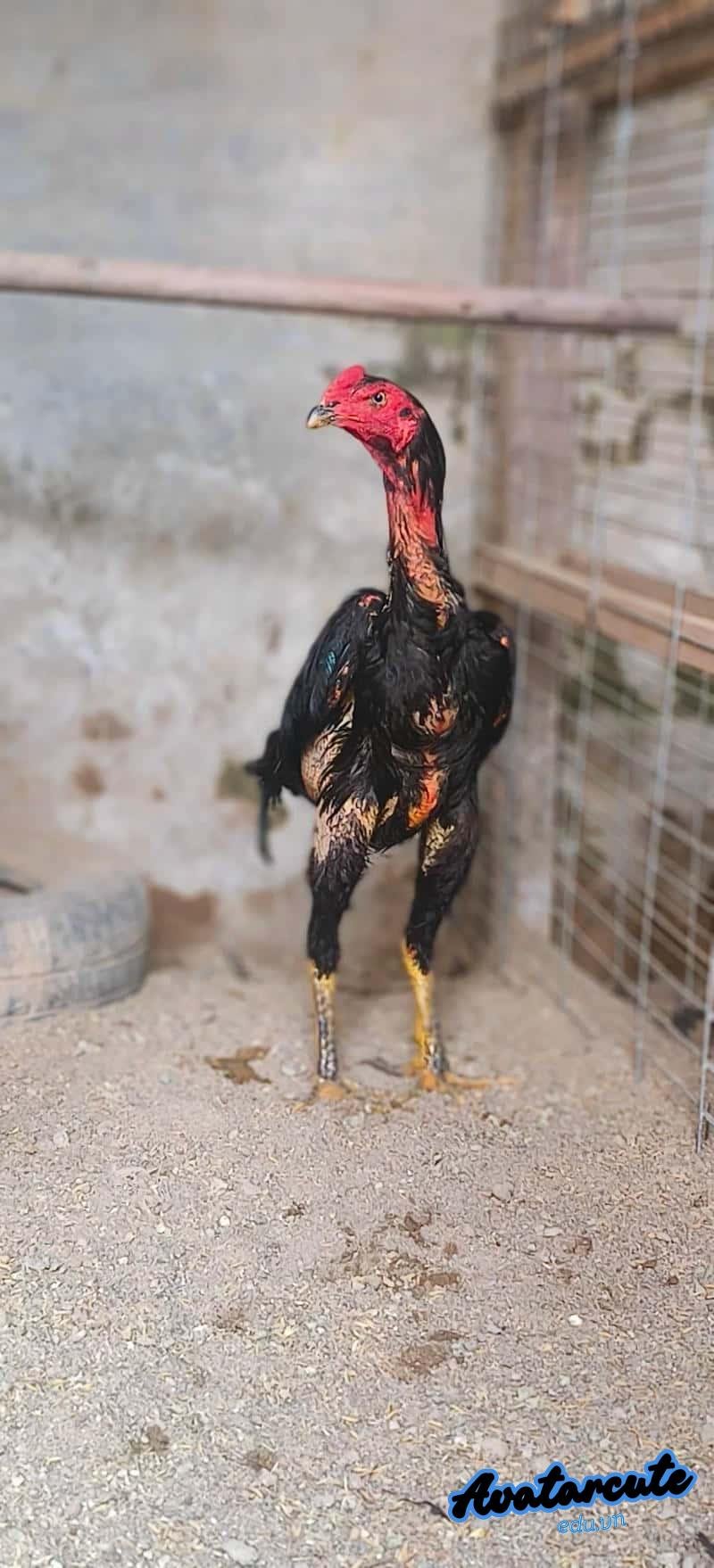 Khám phá kho hình nền gà chọi đẹp mới nhất