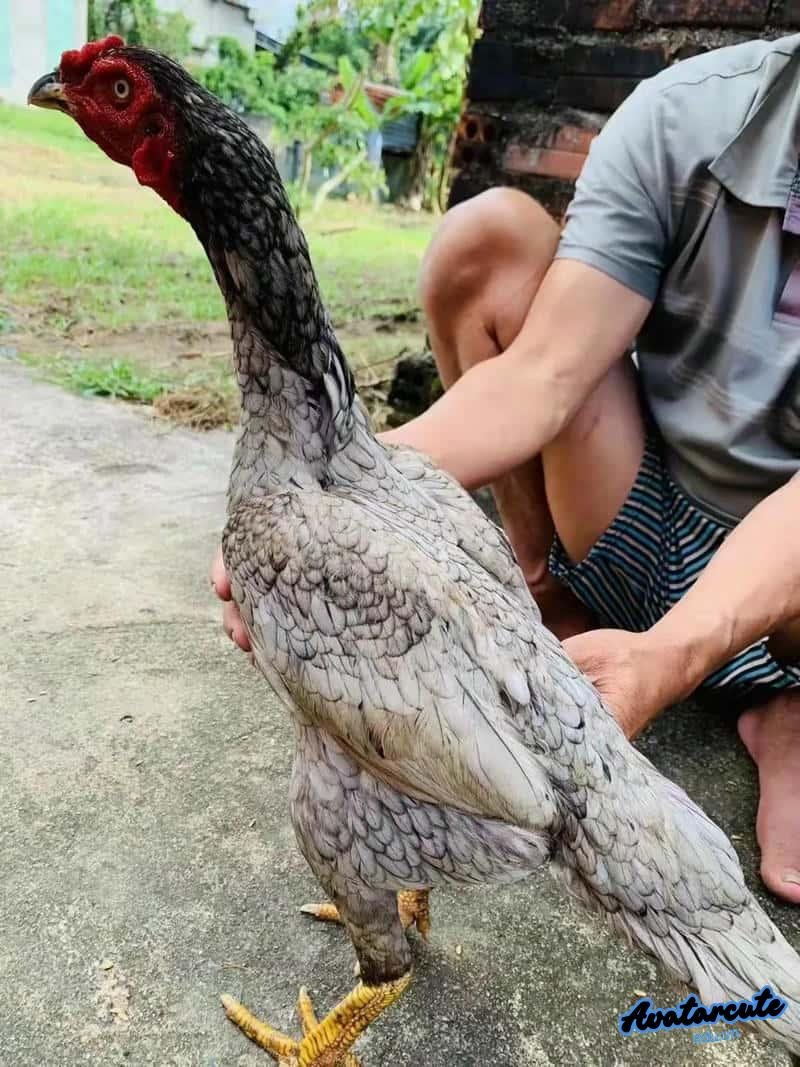 Kho ảnh hình nền gà chọi đẹp miễn phí