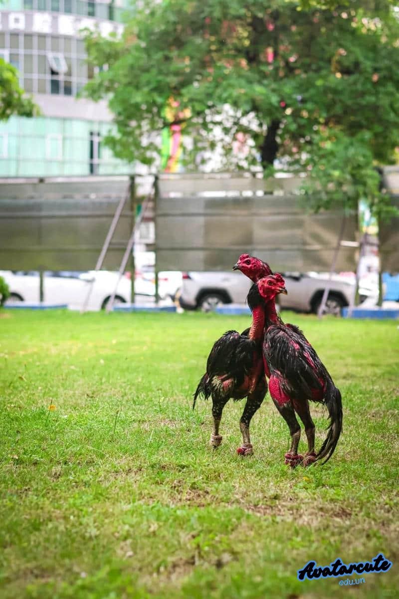 Loạt hình nền gà chọi đẹp chất lượng nhất