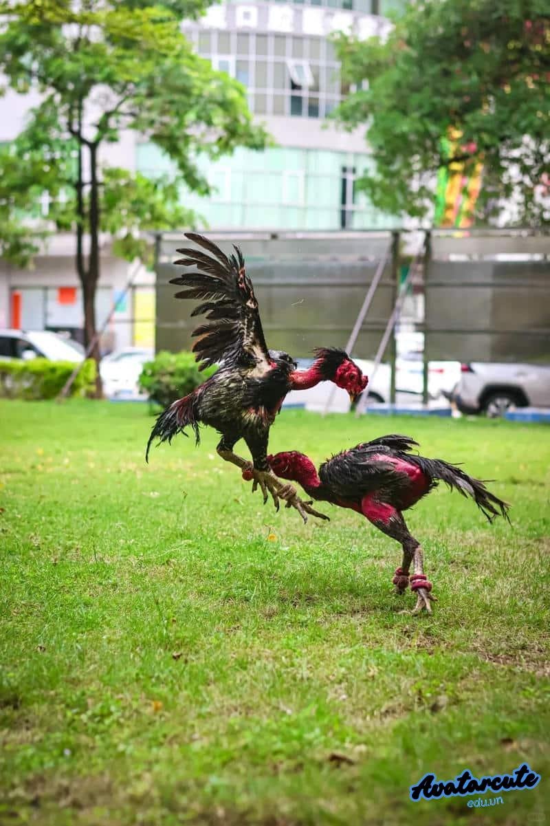 Loạt hình nền gà chọi đẹp chất lượng