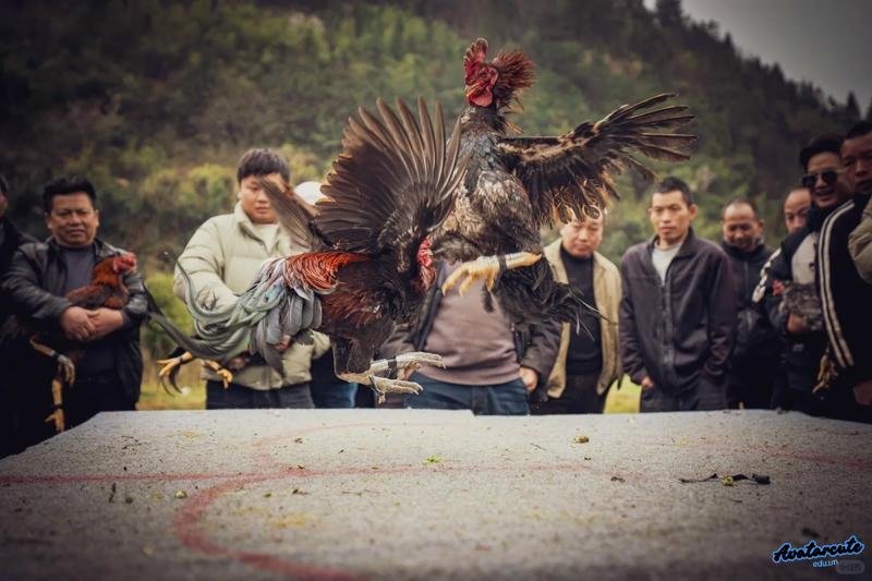 Loạt hình nền gà chọi đẹp cuốn hút