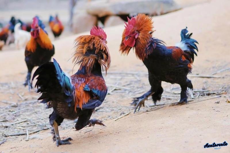 Loạt hình nền gà chọi đẹp độc quyền