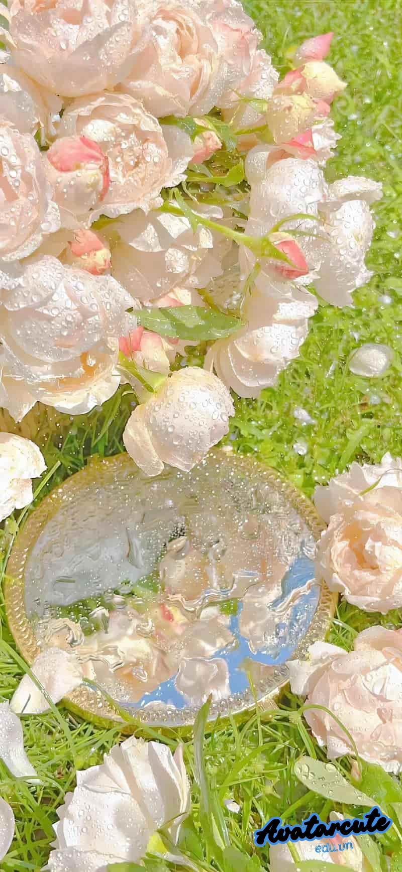Loạt hình nền hoa cuốn hút