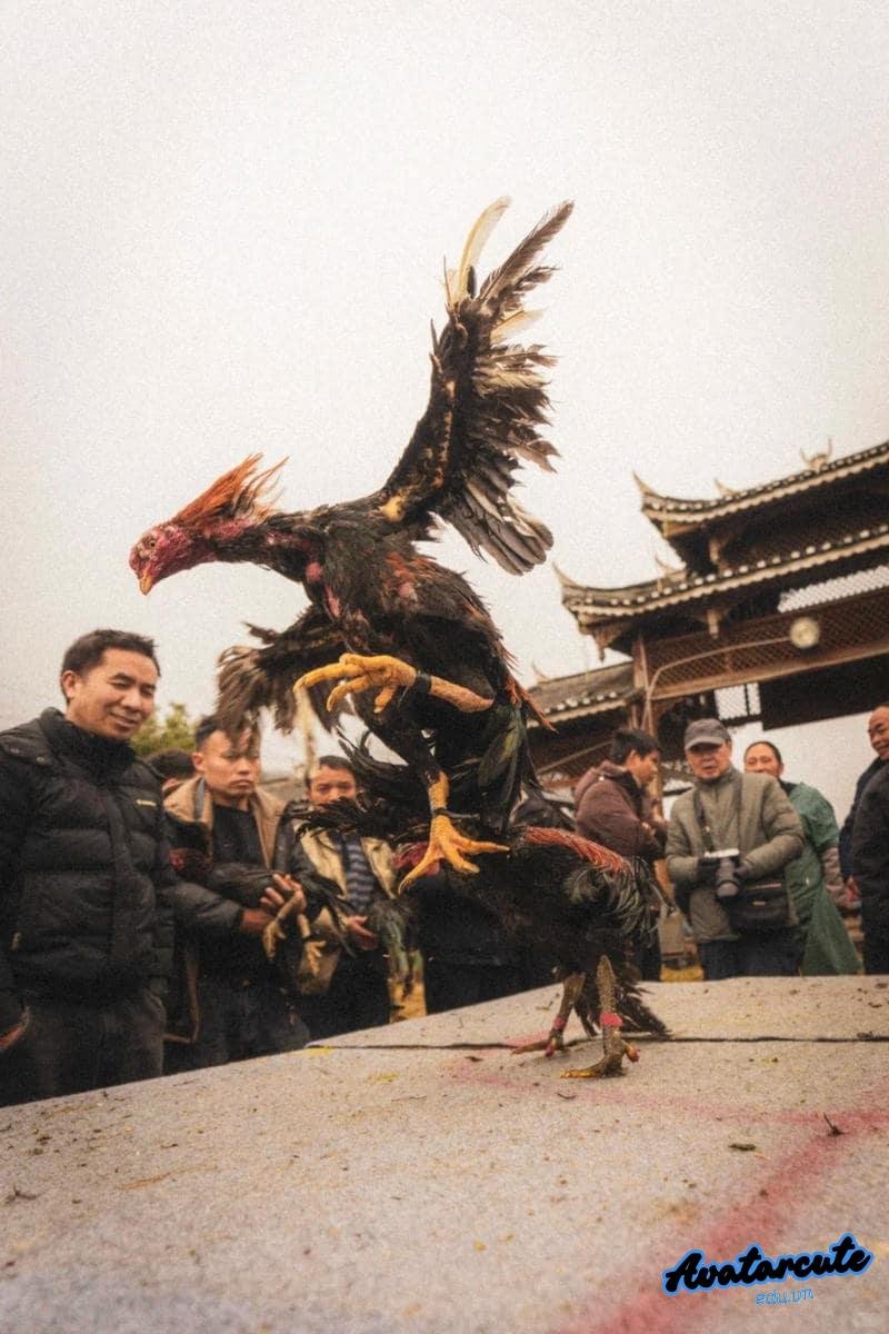 Ngắm bộ hình nền gà chọi đẹp chất lượng cao