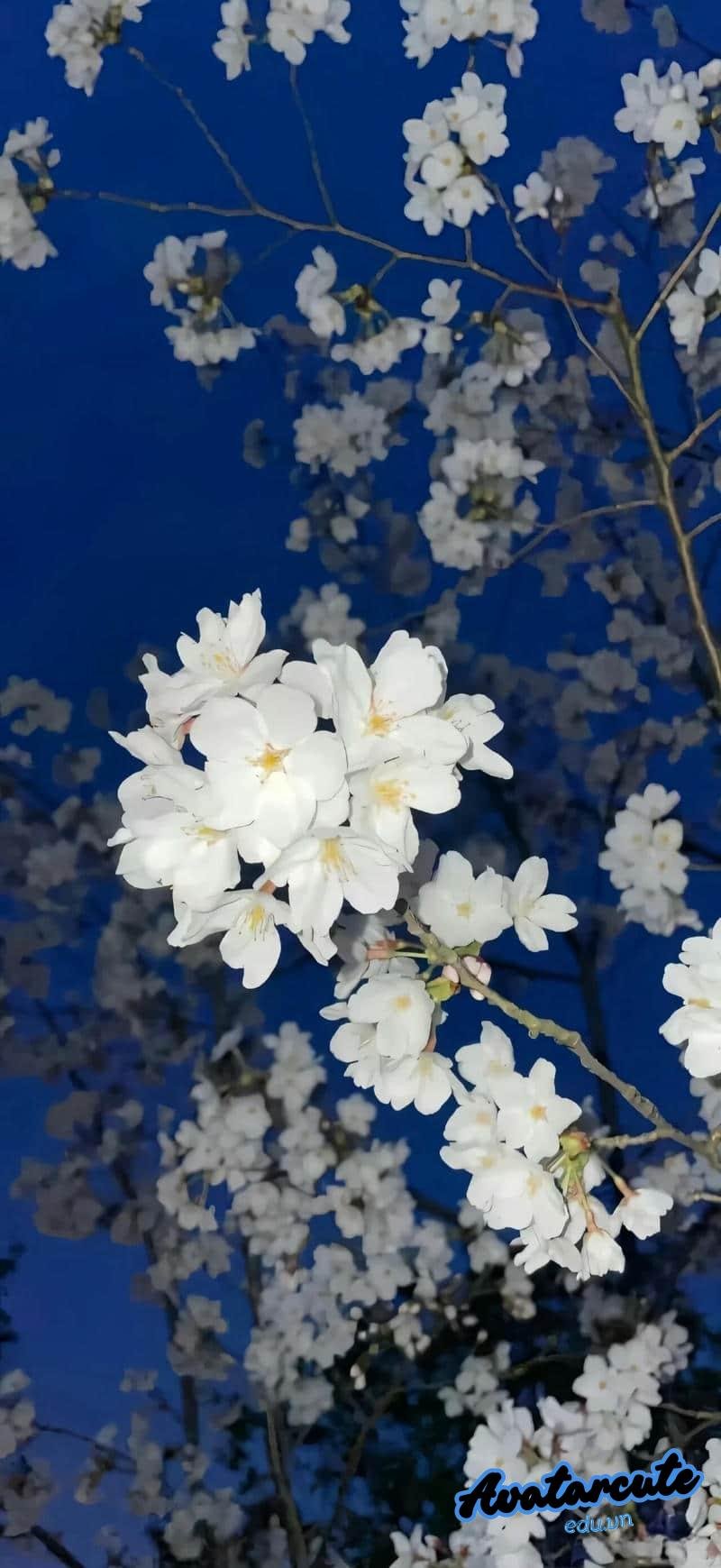 Ngắm bộ hình nền hd chất lượng cao