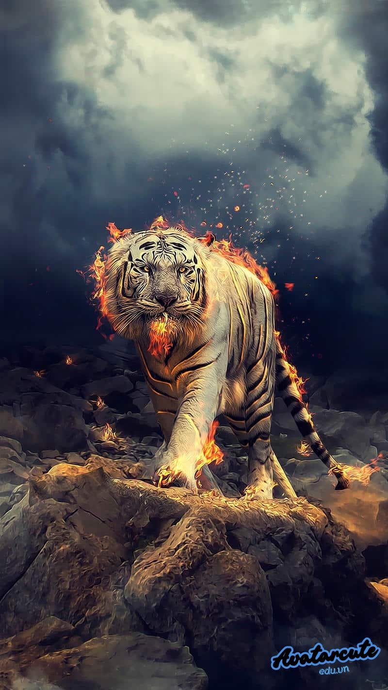 Ngắm bộ hình nền hổ chất lượng cao
