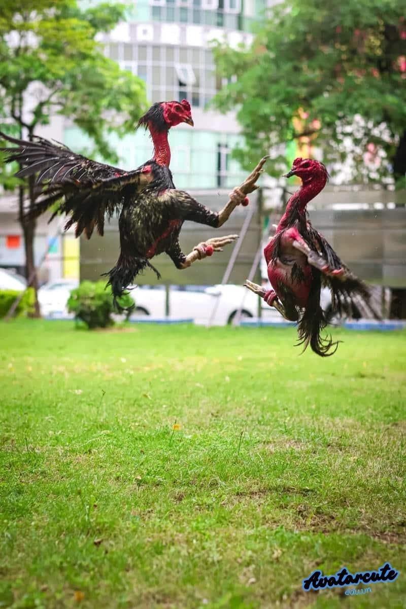 Ngắm hình nền gà chọi đẹp miễn phí