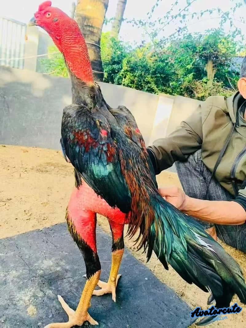 Ngắm hình nền gà chọi đẹp mới nhất