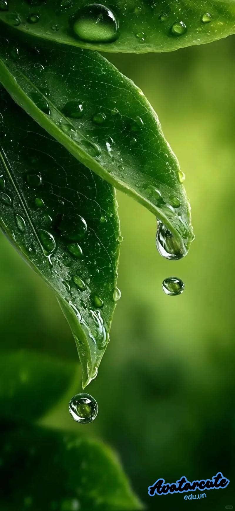 Ngắm hình nền giọt nước mới nhất