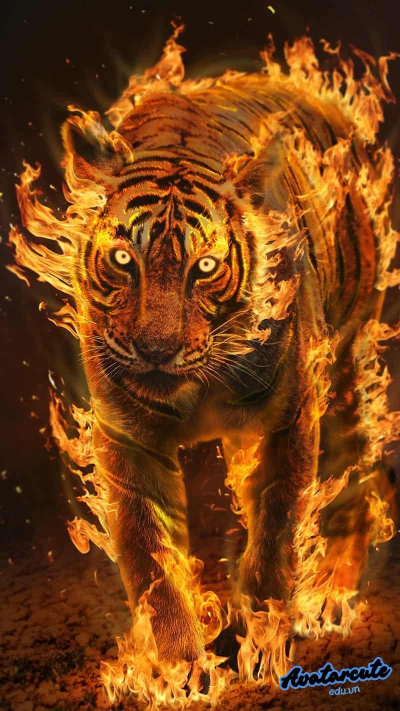 Ngắm hình nền hổ miễn phí