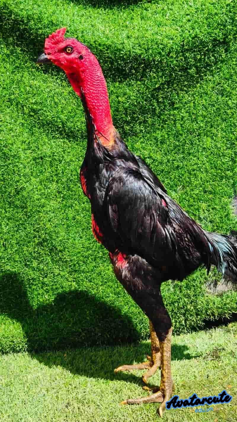 Tải ảnh hình nền gà chọi đẹp độc quyền