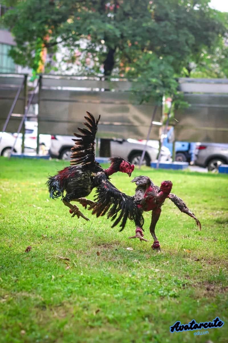 Tải bộ hình nền gà chọi đẹp mới nhất