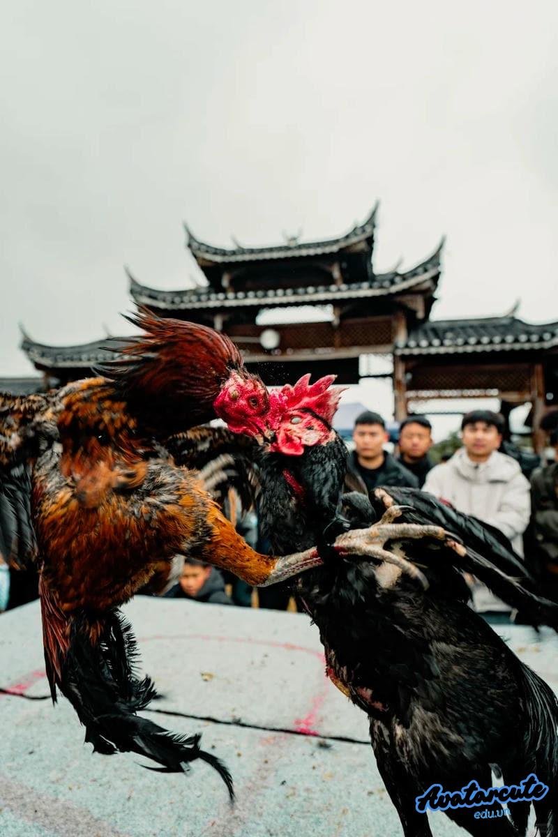 Tải hình nền gà chọi đẹp mới nhất