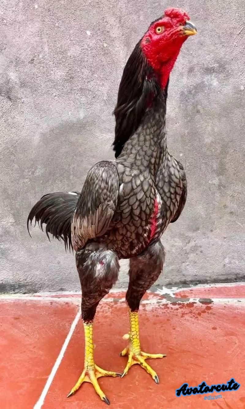 Tải về hình nền gà chọi đẹp chất lượng cao