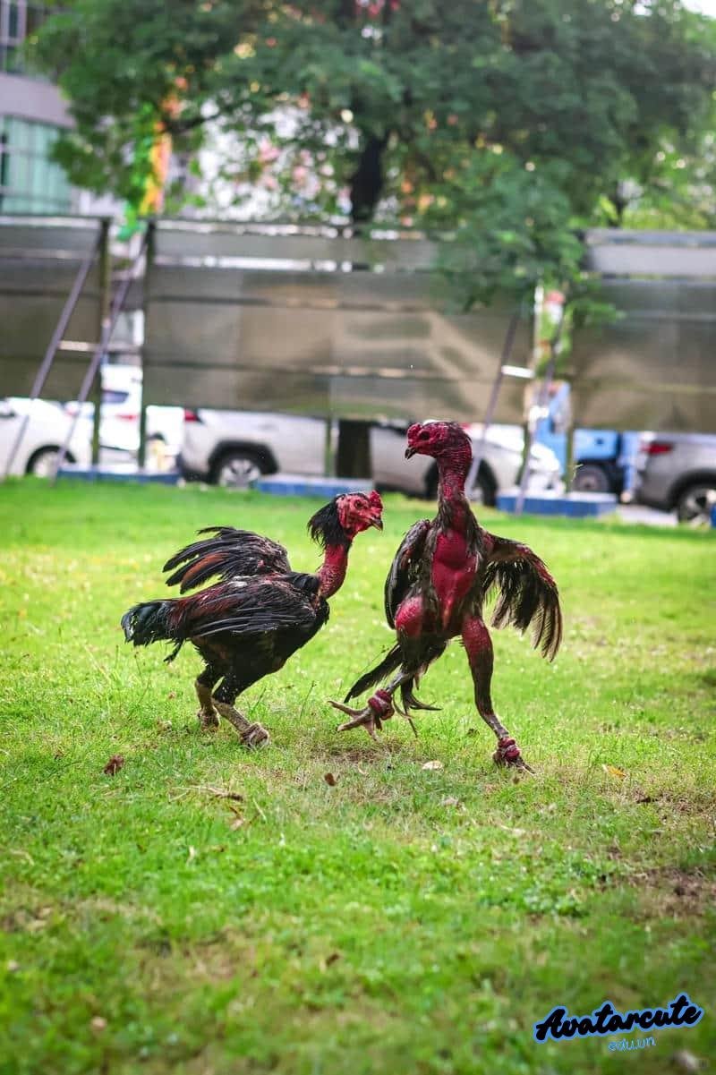 Tải về hình nền gà chọi đẹp miễn phí