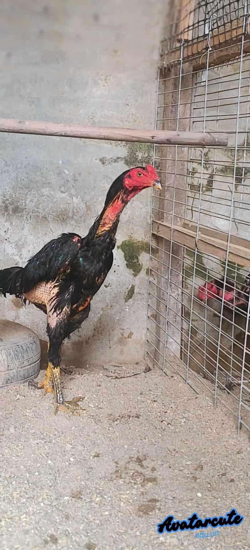 Tổng hợp hình nền gà chọi đẹp chất lượng