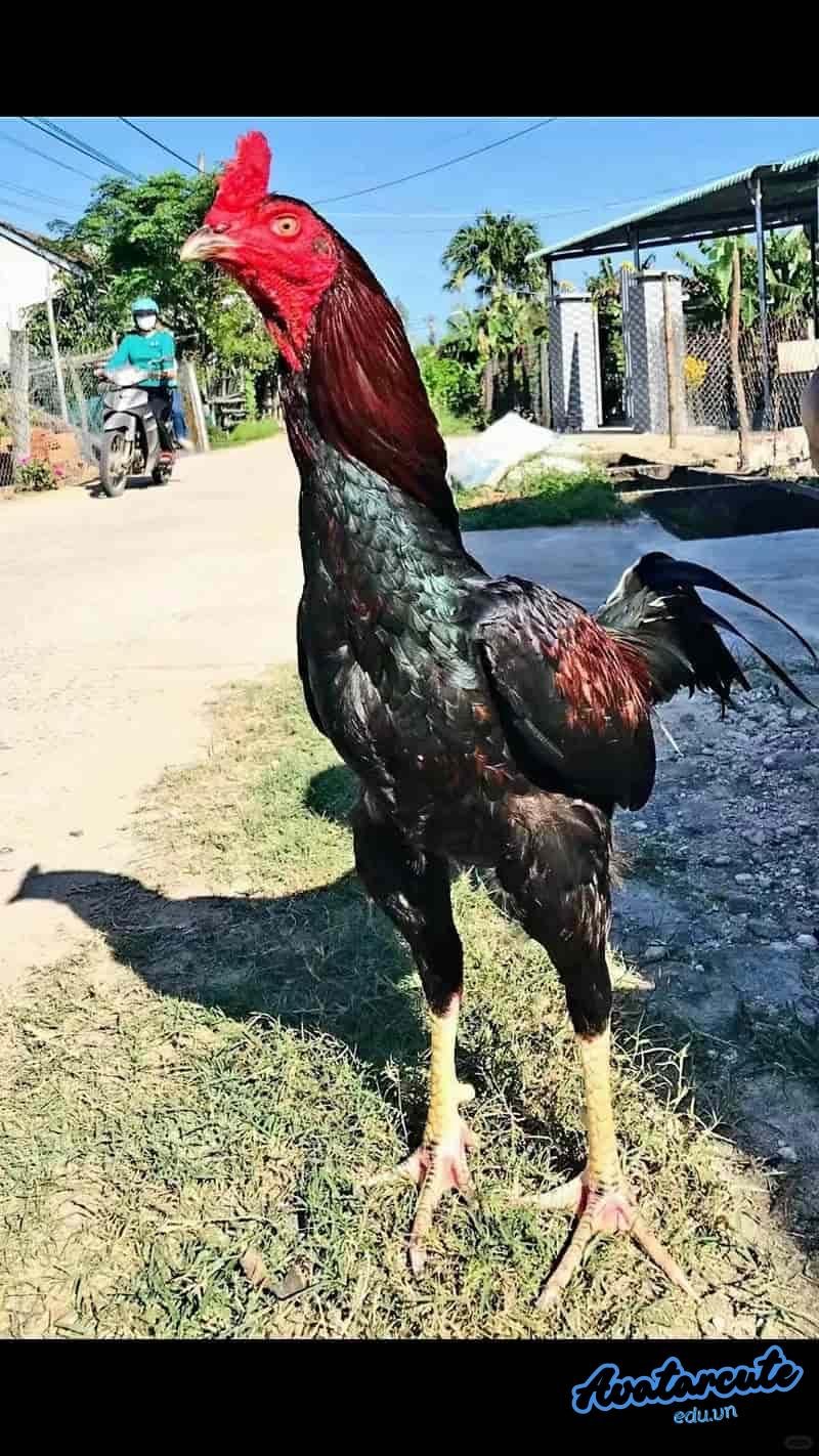 Tuyển chọn hình nền gà chọi đẹp thu hút