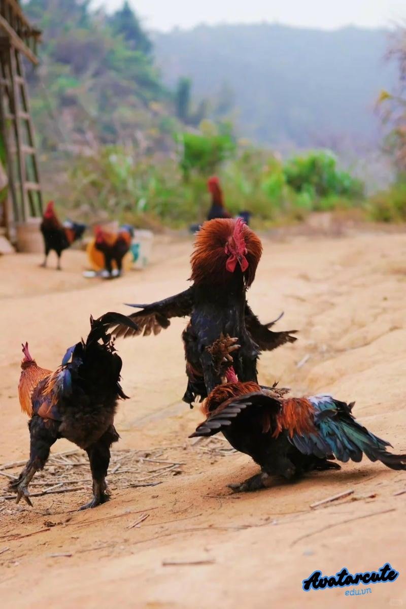 Xem hình nền gà chọi đẹp chất lượng