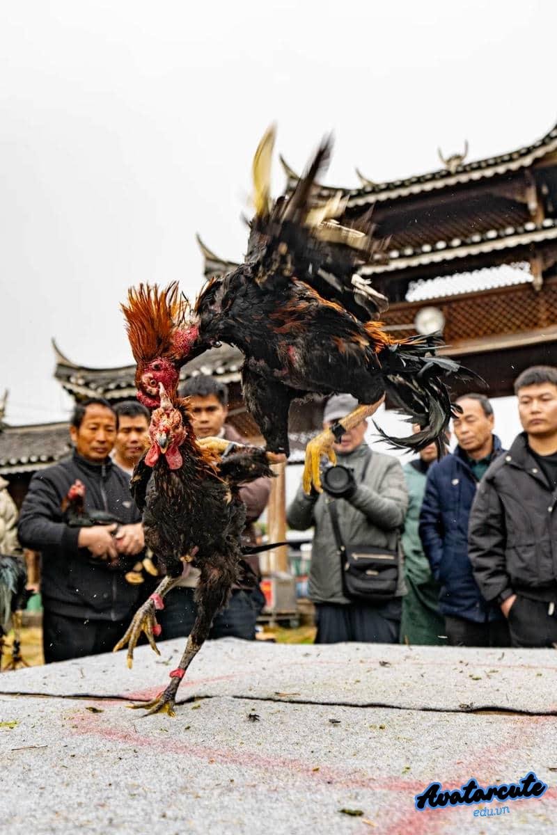 Xem hình nền gà chọi đẹp đẹp