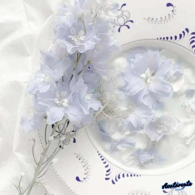 Album avatar trắng thu hút