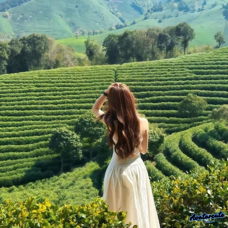 Khám phá kho avatar thiên nhiên cực đẹp