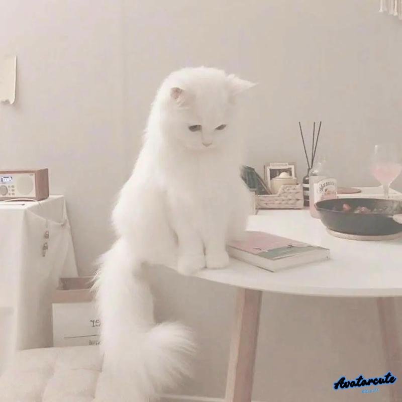 Loạt avatar trắng đẹp