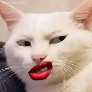 Chìm đắm trong thế giới meme khinh bỉ đầy cảm xúc cực chất